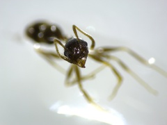 Pheidole