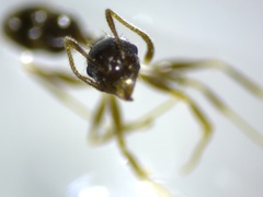 Pheidole