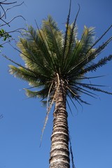 Cycas seemannii