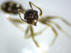 Pheidole