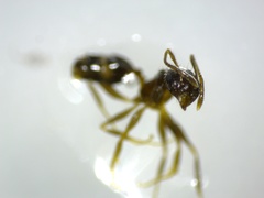 Pheidole
