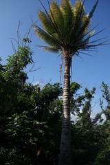 Cycas seemannii