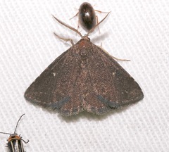 Prosoparia floridana