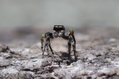 Habronattus sabulosus