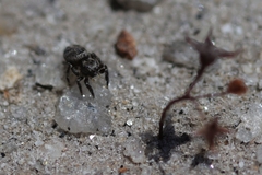 Habronattus sabulosus