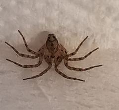 Oecobius navus