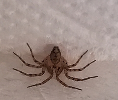 Oecobius navus