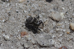 Habronattus sabulosus