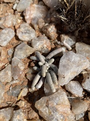 Anacampseros papyracea