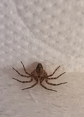Oecobius navus