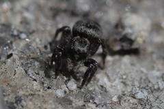 Habronattus sabulosus