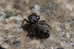 Habronattus sabulosus
