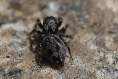 Habronattus sabulosus