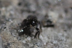 Habronattus sabulosus