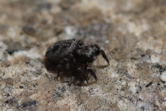 Habronattus sabulosus