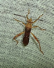 Burtinus notatipennis