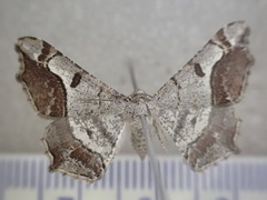 Chiasmia gratularia