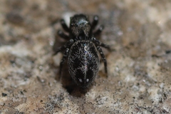 Habronattus sabulosus