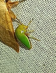 Stictopelta marmorata