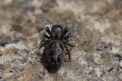 Habronattus sabulosus