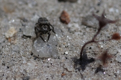 Habronattus sabulosus
