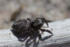 Habronattus sabulosus