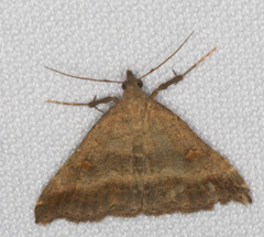 Tetanolita palligera