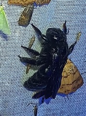 Xylocopa gualanensis