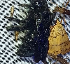 Xylocopa gualanensis