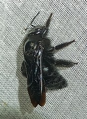 Xylocopa gualanensis