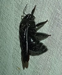 Xylocopa gualanensis