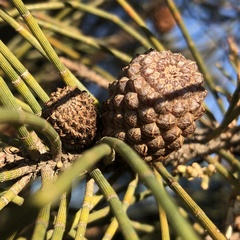 Casuarina obesa