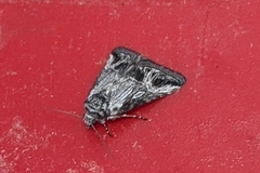 Triocnemidina