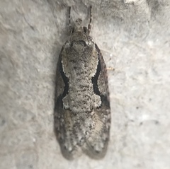 Semioscopis packardella