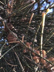 Casuarina obesa