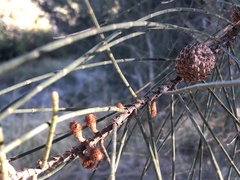 Casuarina obesa