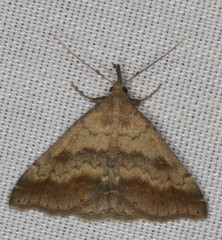 Tetanolita palligera