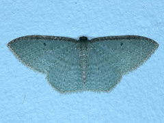 Poecilasthena pulchraria