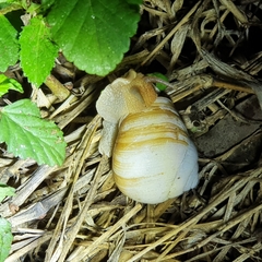 Xanthomelon pachystylum