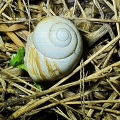 Xanthomelon pachystylum