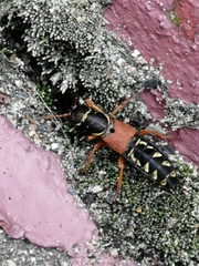 Staphylinus caesareus