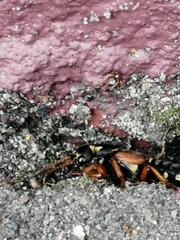 Staphylinus caesareus