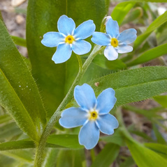 Myosotis secunda