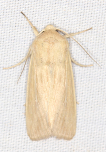 Meadow Wainscot Moth photo 2
