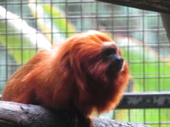 Leontopithecus rosalia