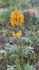 Phlomoides speciosa