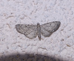 Eupithecia virgaureata