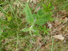 Lysimachia vulgaris