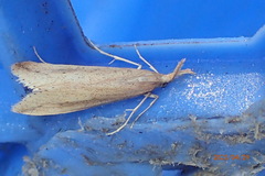 Donacaula longirostrallus