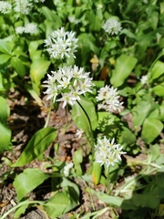 Allium ursinum